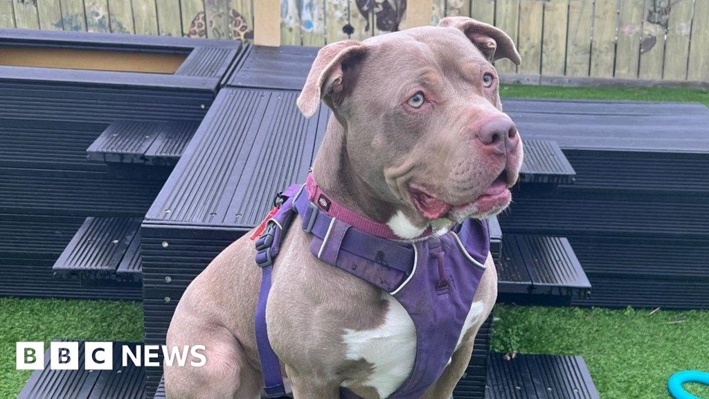 Berwick charity warns new XL bully laws will force euthanasia