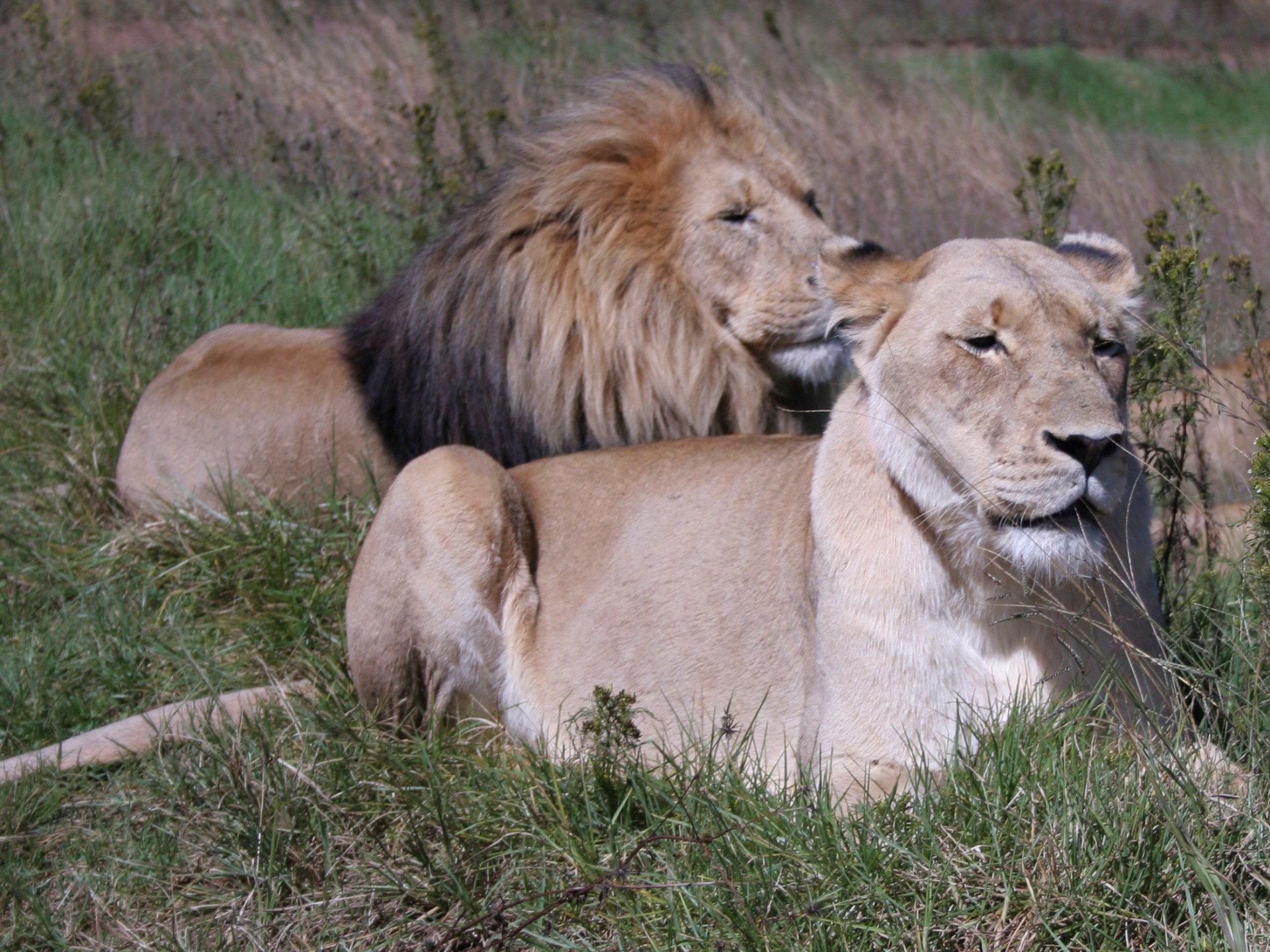 Can a ‘Muslin’ lion, ‘Hindu’ lioness live together? An Indian zoo dilemma | Religion