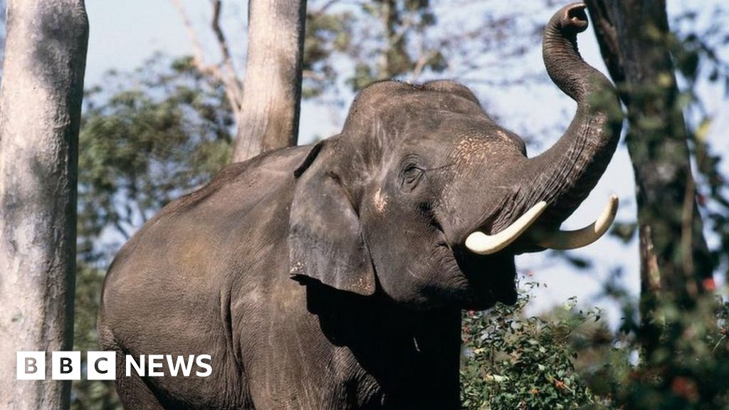 Tamil Nadu: These elephants are dying on rail tracks – can AI save them?