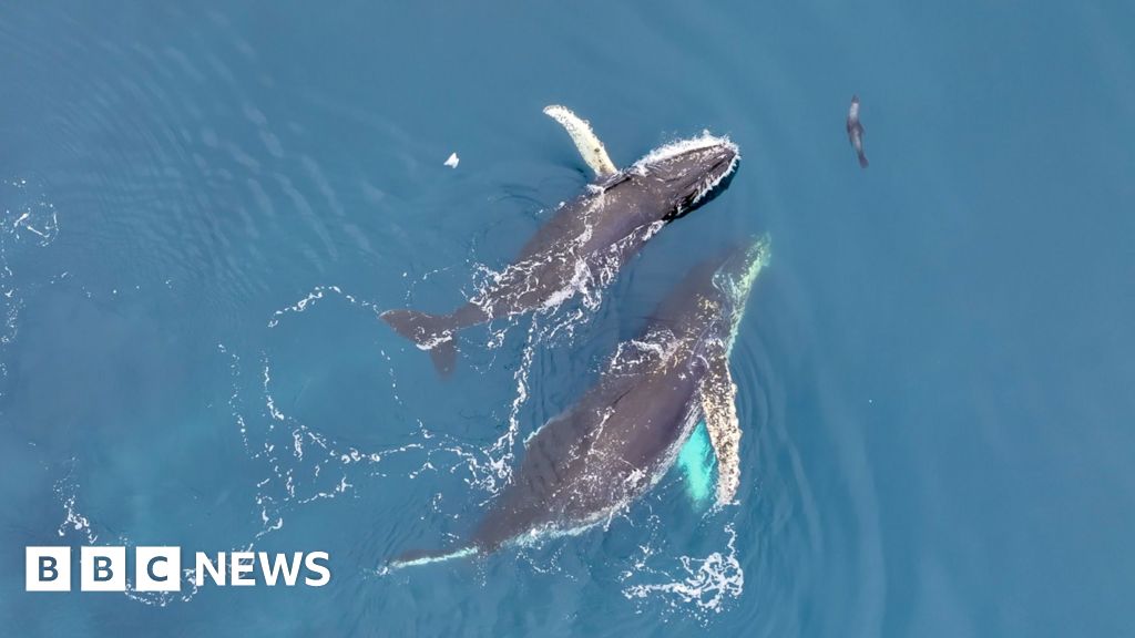 Antarctic whale ‘acrobatics’ revealed in drone footage