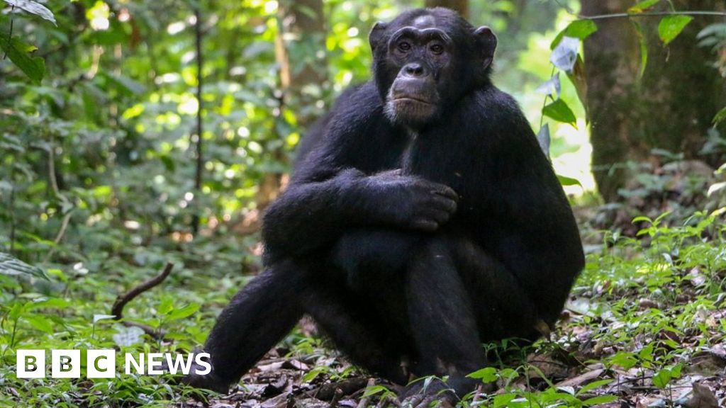 Chimpanzees ‘self-medicate’ with healing plants