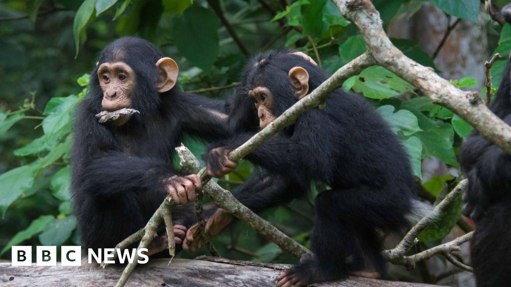 Chimps share humans’ ‘snappy’ conversational style