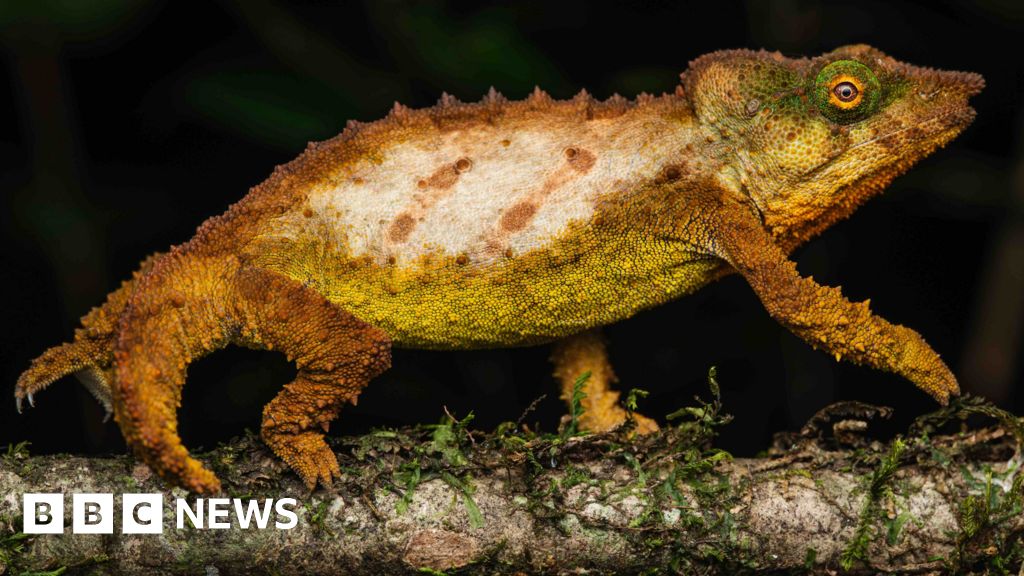 Secret ‘sky island’ rainforest saved by new discoveries