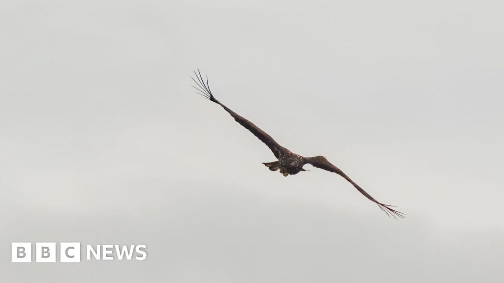 Footage reveals ‘miracle chick’ in flight