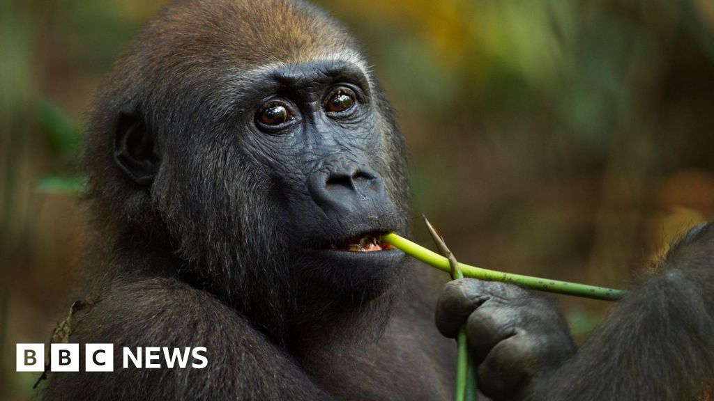 Self-medicating gorillas may hold clues to new drugs