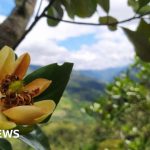 Alarm call as world's trees slide towards extinction