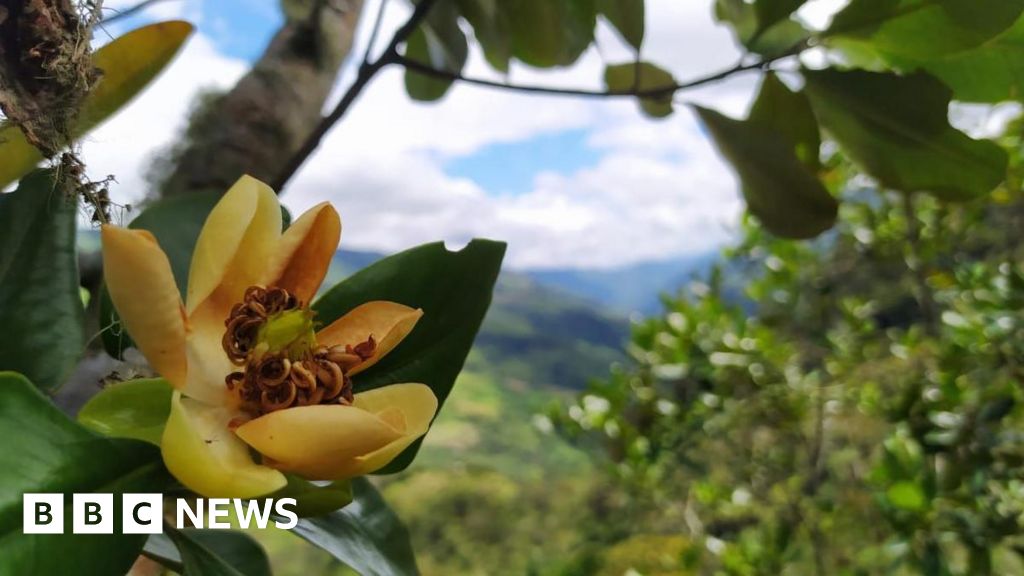 Alarm call as world’s trees slide towards extinction