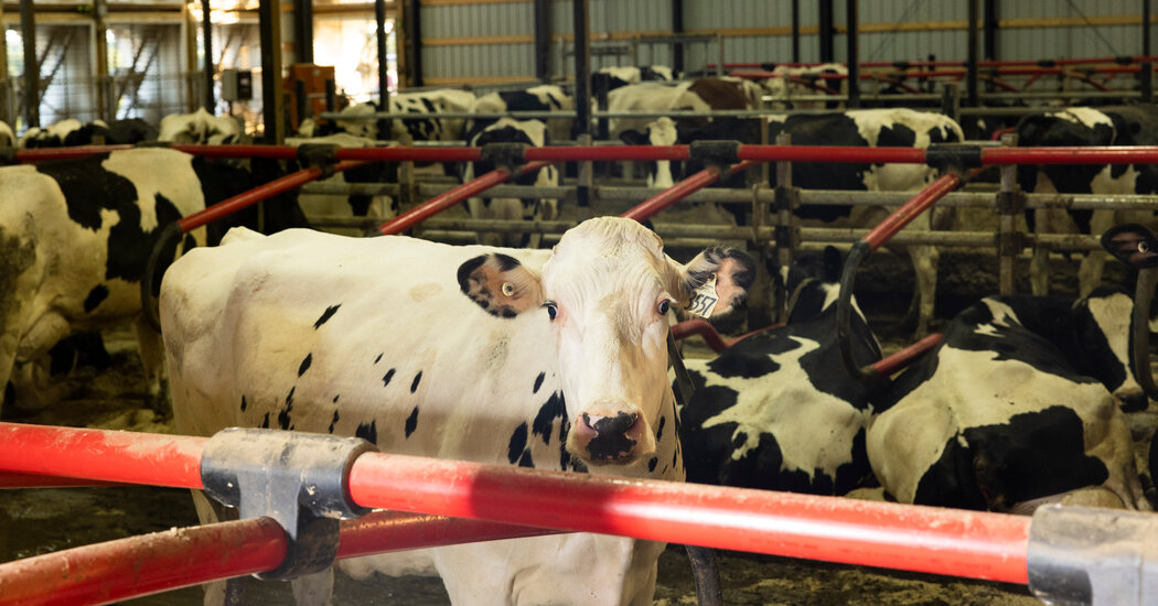 Cows Have Been Infected With a Second Form of Bird Flu