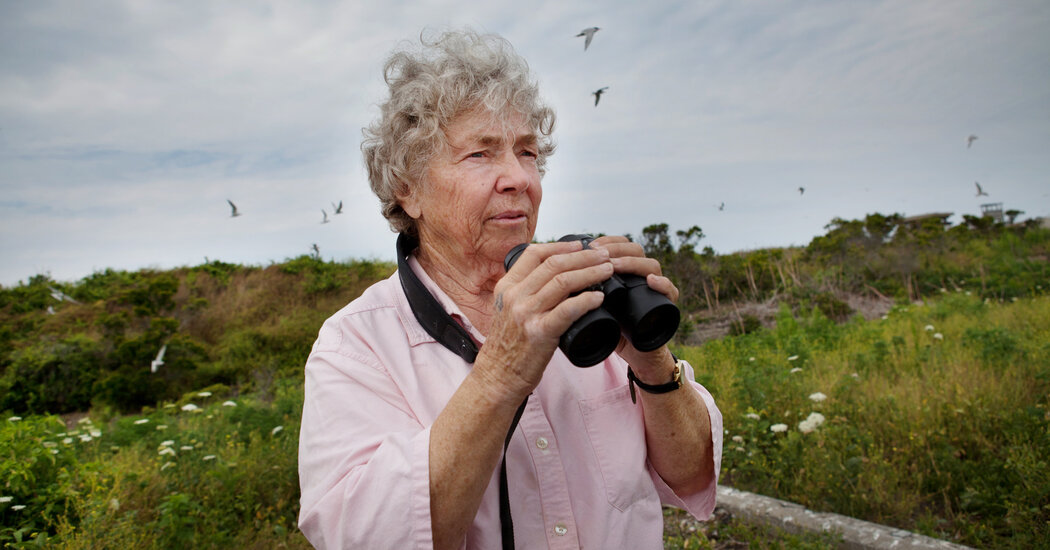 Helen Hays, Who Helped Bring Terns Back to Long Island Sound, Dies at 94