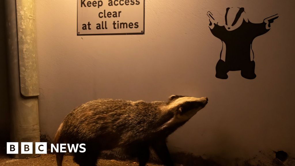 Badger admiring Banksy-style image wins wildlife photo competition