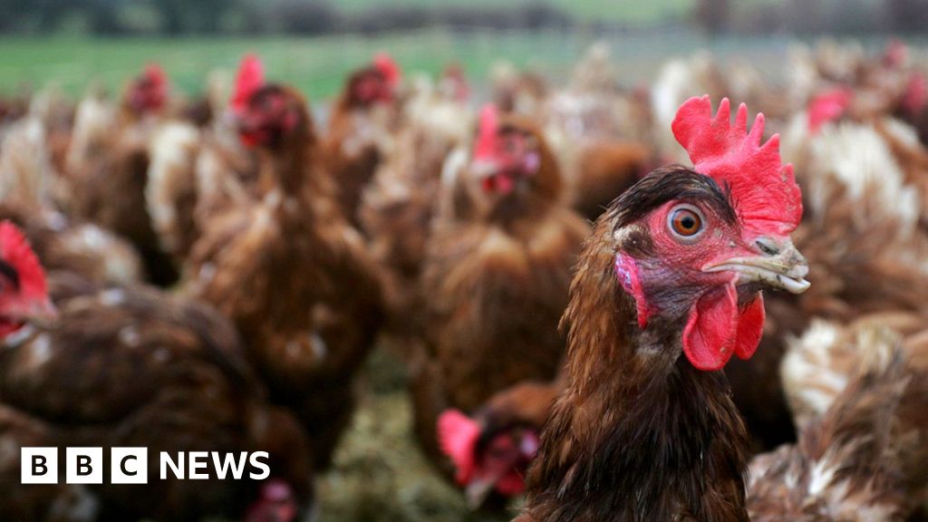 Avian flu outbreaks see 1.8 million farmed birds culled