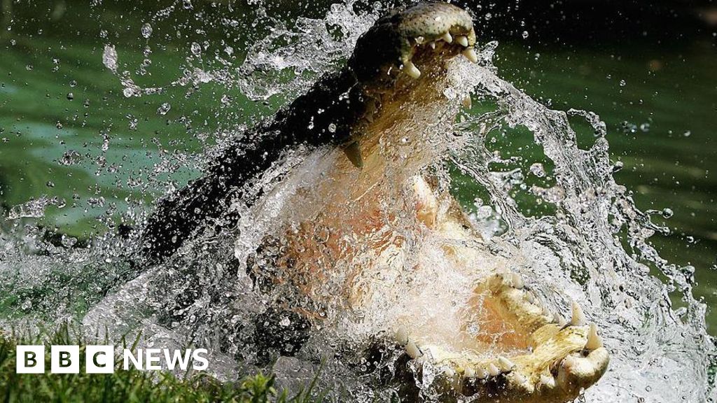 To conserve or cull? Life in Australia’s crocodile capital