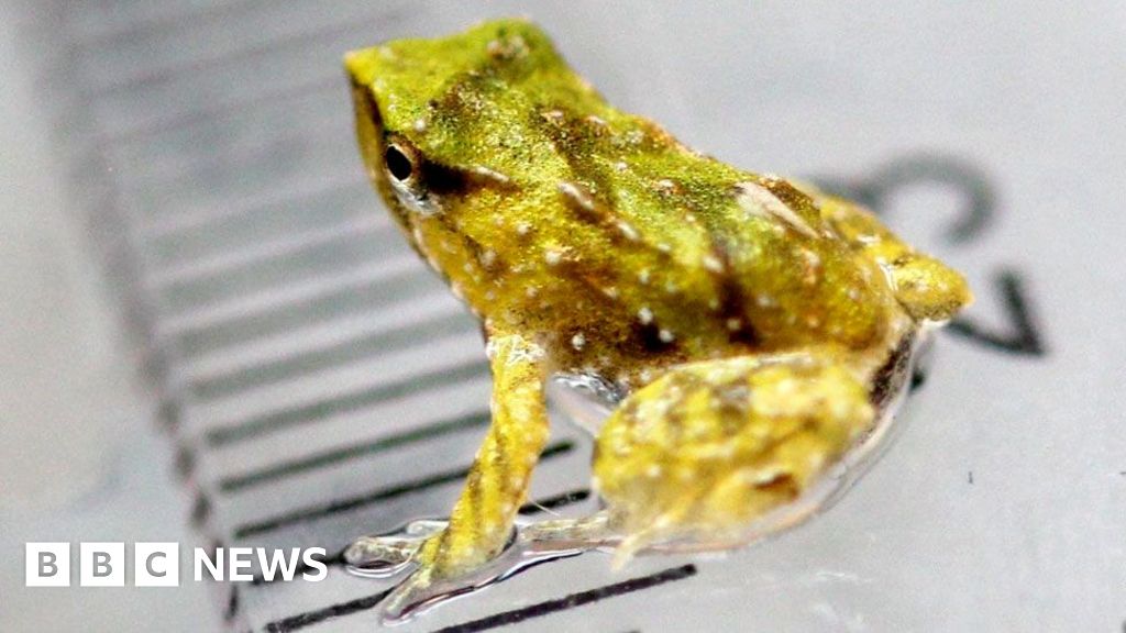 Endangered frog dads ‘give birth’ after 7,000-mile trip