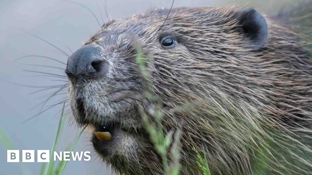 Wild beavers release approved for England