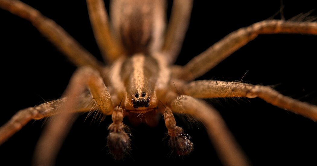 Everyone in the City Needs Soundproofing, Even Spiders