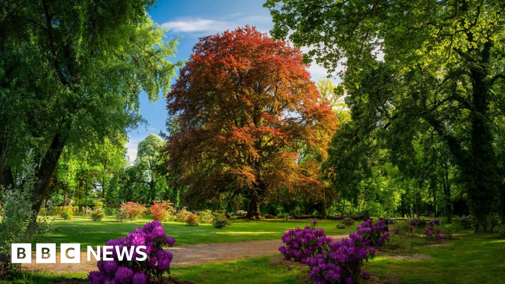 300 year-old Polish beech wins Tree of the Year contest