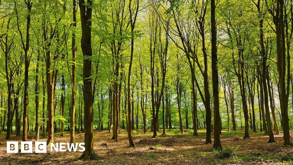 New national forest to see 20m trees planted across West by 2050