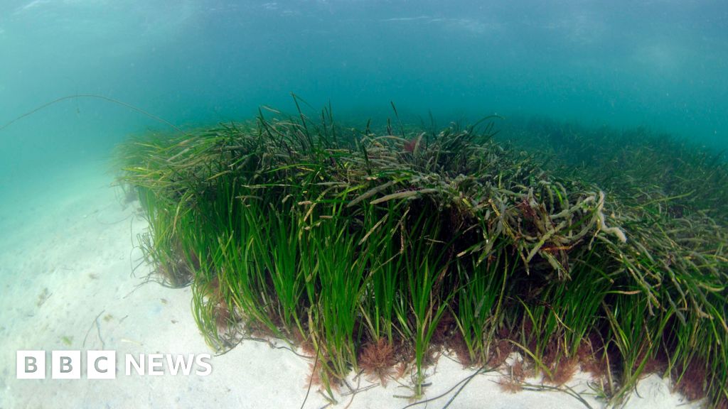 £2.4m project launched to restore ‘wonder plant’ to Scotland’s coasts