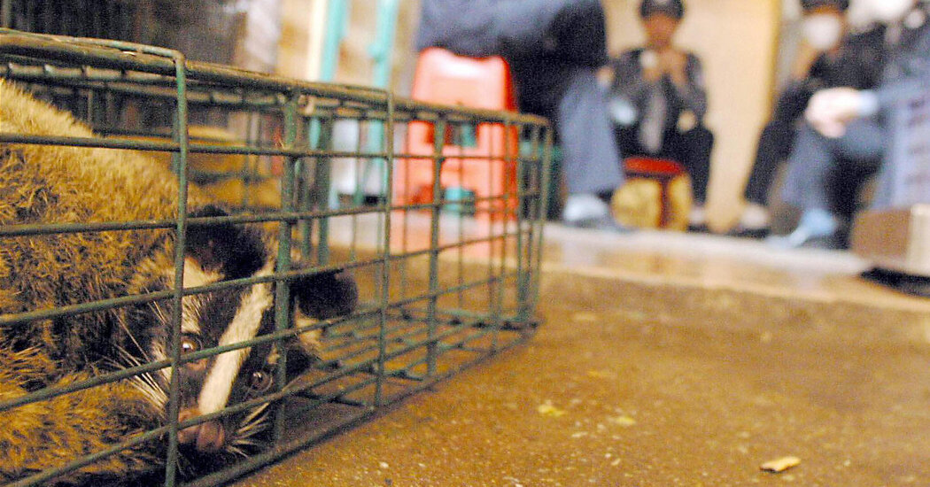 Genetic Study Retraces Covid’s Origins in Bats