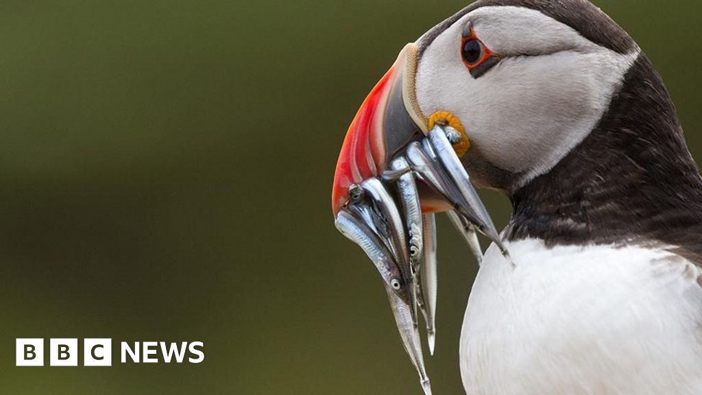 Sandeel fishing ban in North Sea to remain