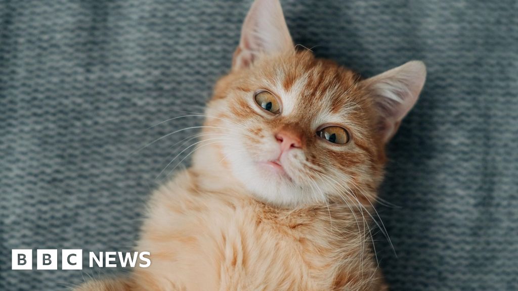 Decades-long mystery of ginger cats revealed