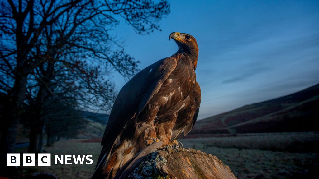 Golden eagles flying back to northern England