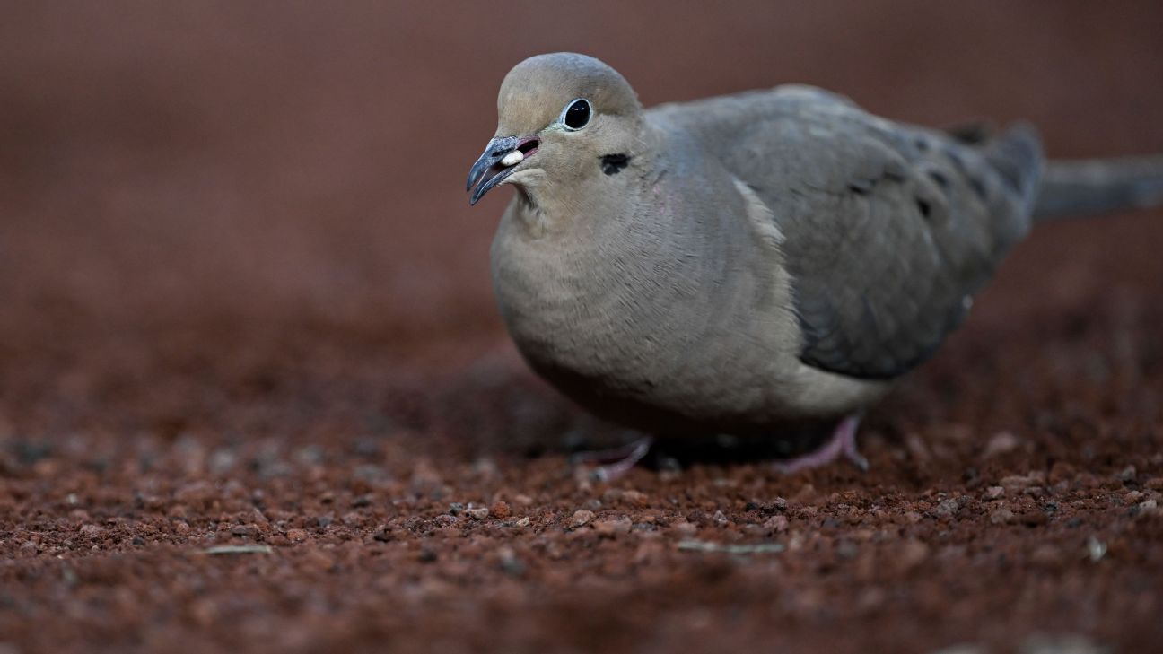 Shell shock: Elche ban sunflower seeds to clean up stadium