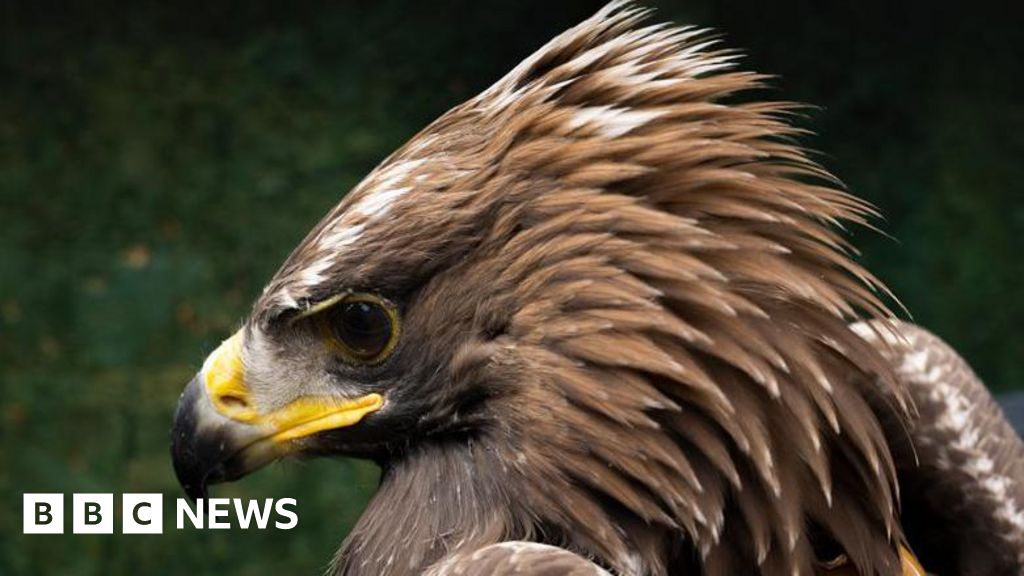 Golden eagle collision concerns over Walkerburn wind farm plans