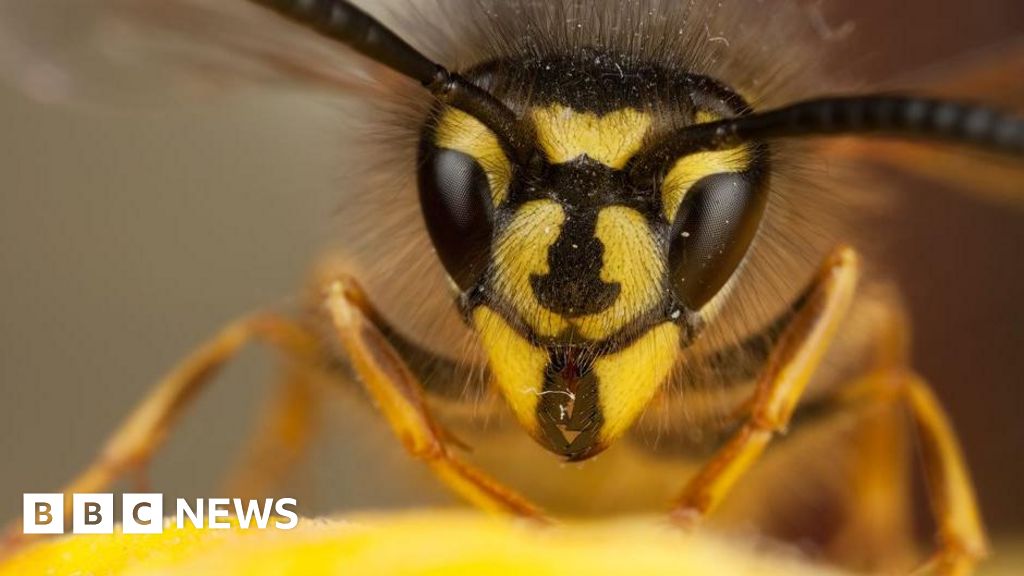 Wasps are back this summer in the UK – a lot of them