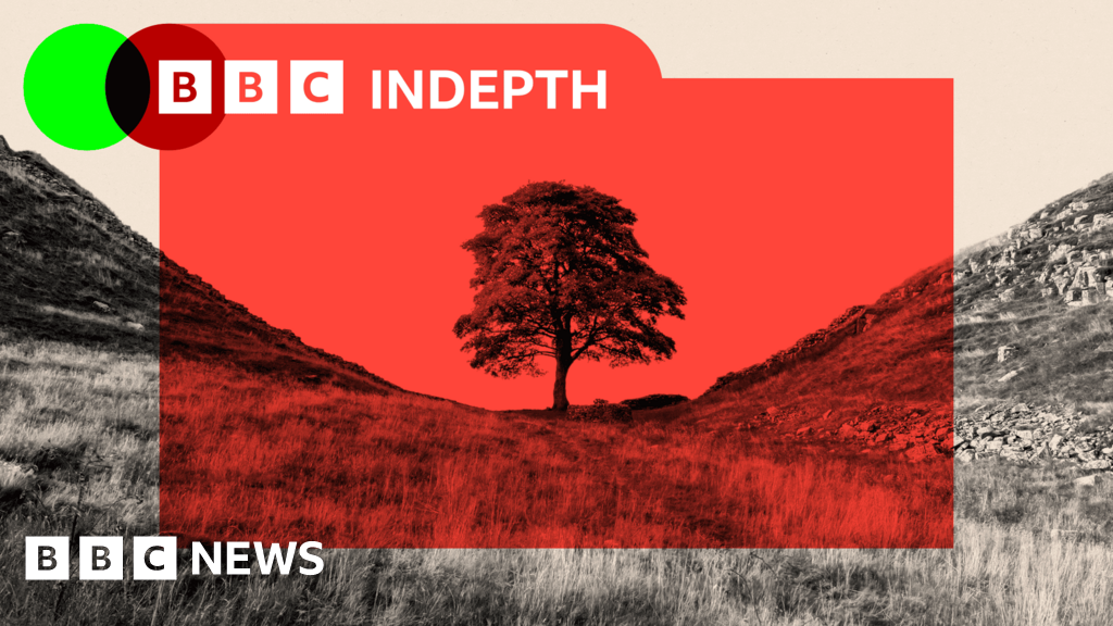 The Sycamore Gap case has shed light on a deeper issue with trees