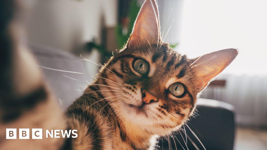 Cats develop dementia in a similar way to humans