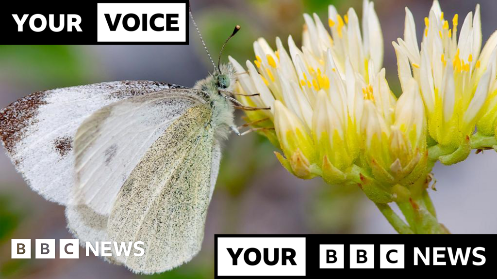 Butterfly from Southern Europe spotted in UK for first time