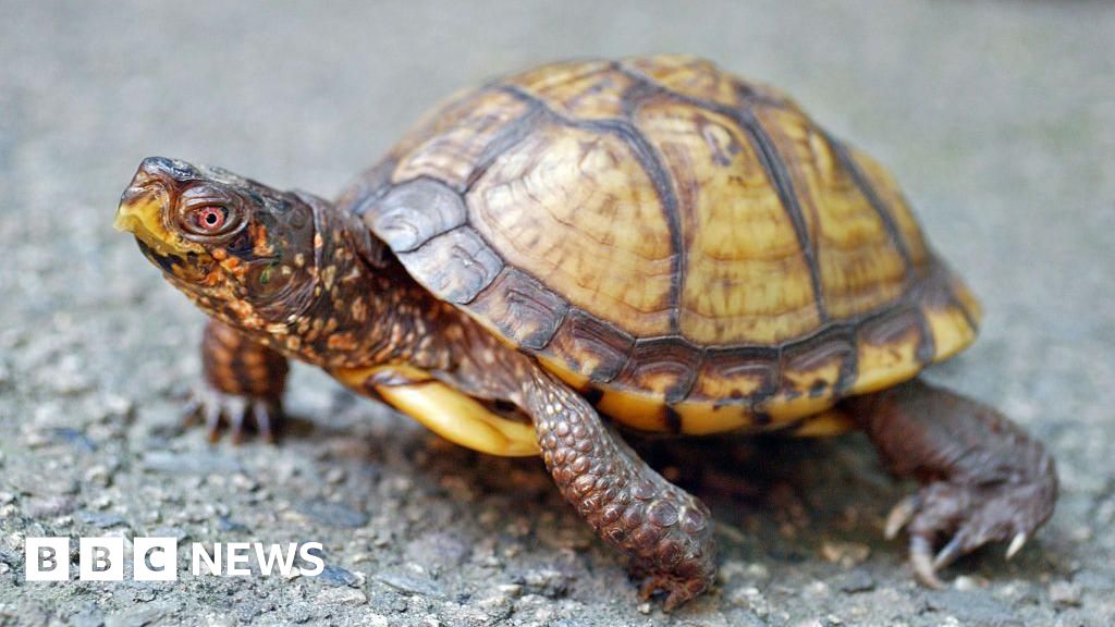 Man faces jail in US for shipping 850 turtles in socks to Hong Kong