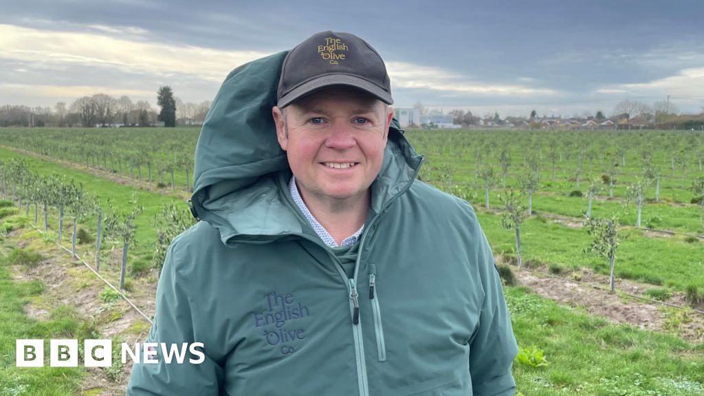 Lincolnshire farm uses climate change to grow olives at Long Sutton