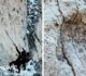Thousands of dinosaur footprints found on Italian mountain