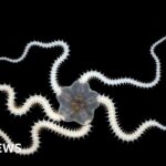 Over a third of animals lost in test deep sea mining