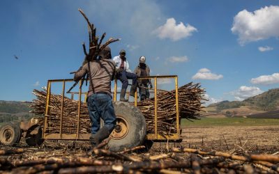 Trump Administration Lifts Ban on Sugar Company Central Romana Over Forced Labor