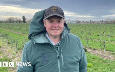 Lincolnshire farm uses climate change to grow olives at Long Sutton