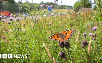 UK biodiversity continues to decline, 2025 bioindicators show