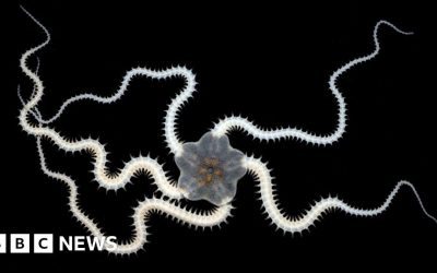 Over a third of animals lost in test deep sea mining